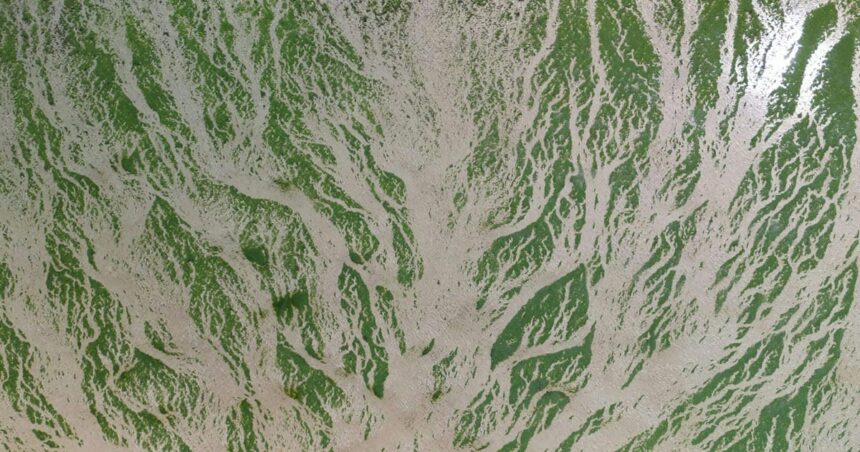 EU:s sista försök att anta naturlagar sputter EU:s sista försök att anta naturlagar sputter