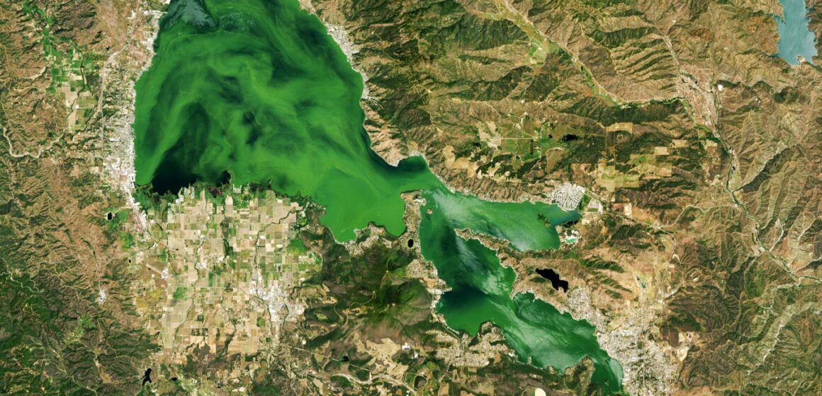 Grönt hot: Giftiga alger och miljöförsummelse vid Kaliforniens Clear Lake

