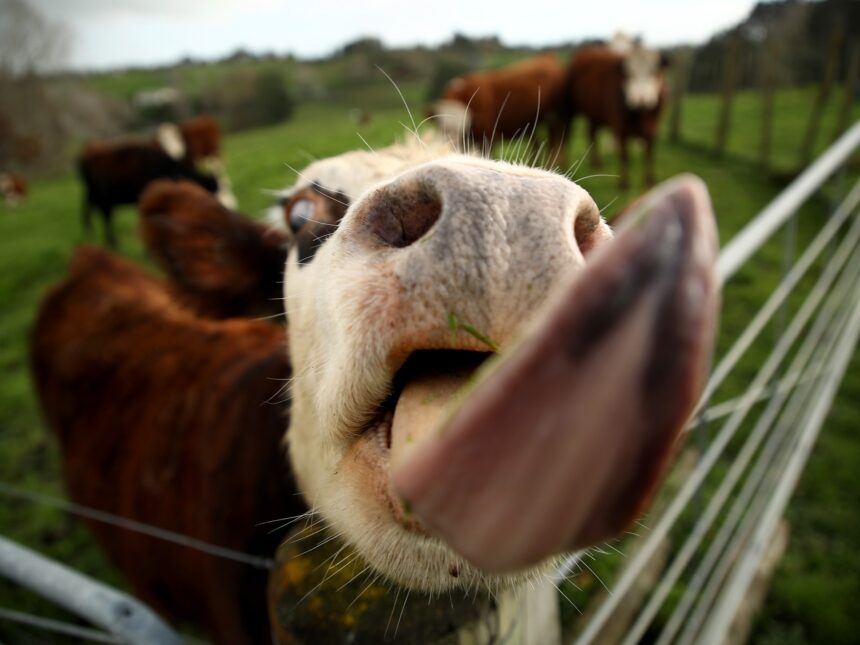 Nya Zeeland avskaffar "rapskatt" på boskap efter motreaktioner från bönder

