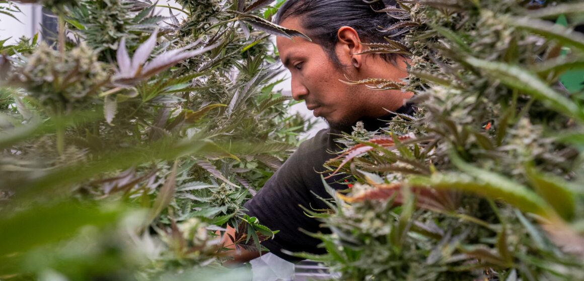  'Sovereign flex': Hur en stam trotsade en amerikansk stat med en cannabisaffär |  Nyheter om ursprungsbefolkningens rättigheter
