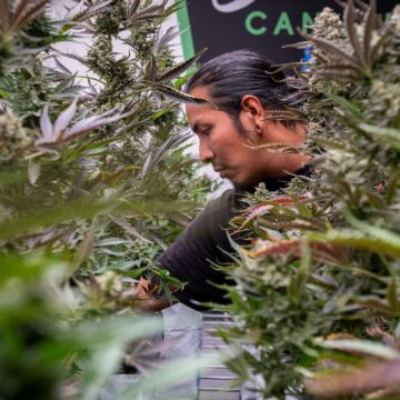 'Sovereign flex': Hur en stam trotsade en amerikansk stat med 'Sovereign flex': Hur en stam trotsade en amerikansk stat med en cannabisaffär | Nyheter om ursprungsbefolkningens rättigheter