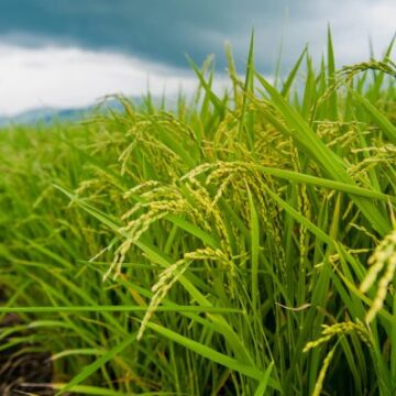 Japan&rsquo;s Current Rice Shortage Foreshadows Long-Term Problems