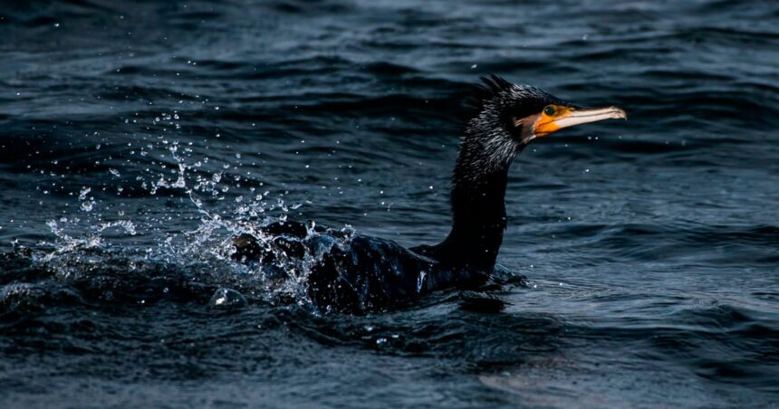 Avliva sälar och skarvar för att rädda våra fiskar, uppmanar de baltiska kuststaterna
