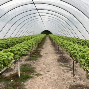 Indonesian Workers Say They Faced Modern Slavery in the UK. Who Is Responsible?