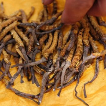 Nepals bergssamhällen överväger slutet på "Himalayan Gold" Nepal’s Mountain Communities Contemplate the End of ‘Himalayan Gold’