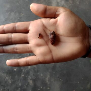 Drones, Desperation, and Displacement: Rohingya Flee Violence in Myanmar&rsquo;s Rakhine State