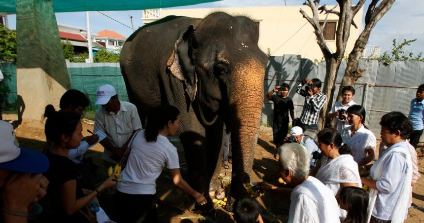 Trumps attack mot USAID lämnar Kina mjuk maktöppning i Sydostasien

