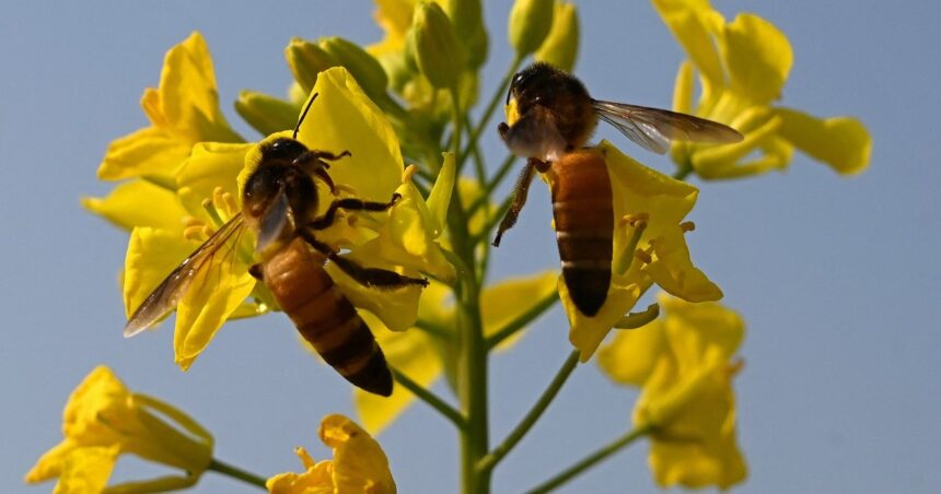 Klimatkrisen hotar Pakistans bin och honungshandel | Klimatkrisnyheter
