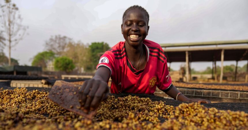 Södra Sudan Farmers Pin hoppas på sällsynt klimatbeständigt kaffe | I bilder nyheter

