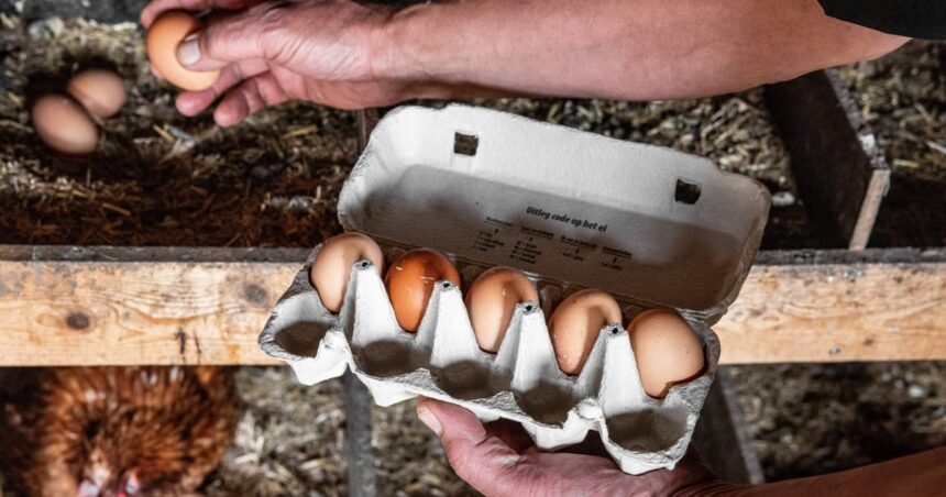 Holländare varnade att inte äta hemodlade ägg över för evigt kemikalier rädsla
