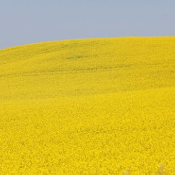 Kina slår tillfälliga uppgifter på kanadensisk raps i "tarmpunch" -rörelse Kina slår tillfälliga uppgifter på kanadensisk raps i "tarmpunch" -rörelse