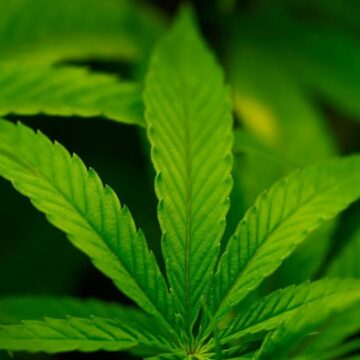 Trump säger att han kan omklassificera cannabis som mindre farligt Trump säger att han kan omklassificera cannabis som mindre farligt läkemedel