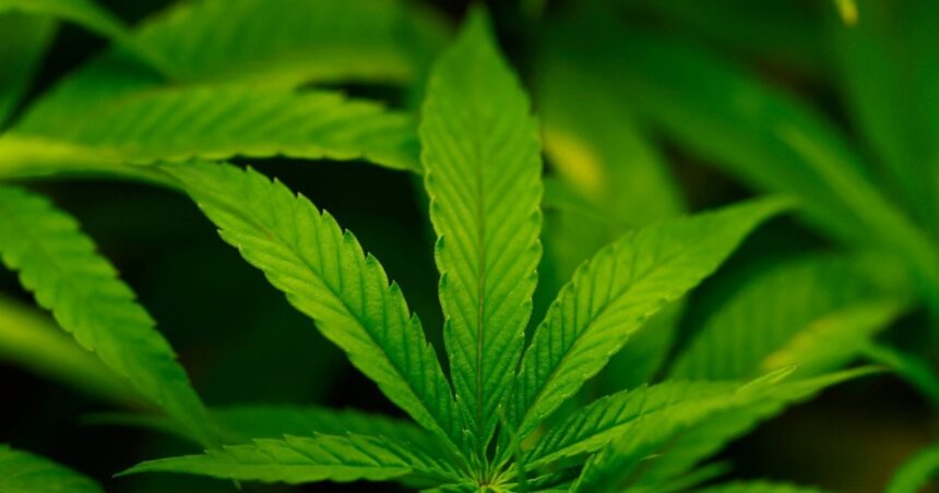 Trump säger att han kan omklassificera cannabis som mindre farligt Trump säger att han kan omklassificera cannabis som mindre farligt läkemedel