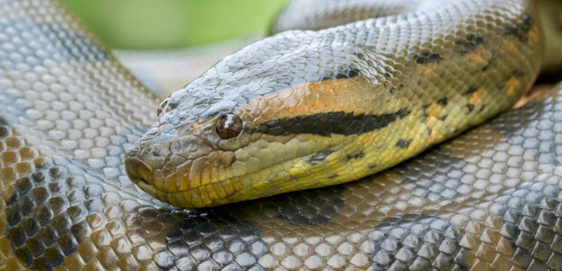 Ofattbart: Han sov varje natt med en pytonorm – tills allt vändes upp och ner