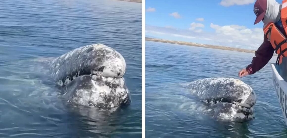 Otroligt hjärtevärmande: En gigantisk val närmar sig för att be en människa om hjälp