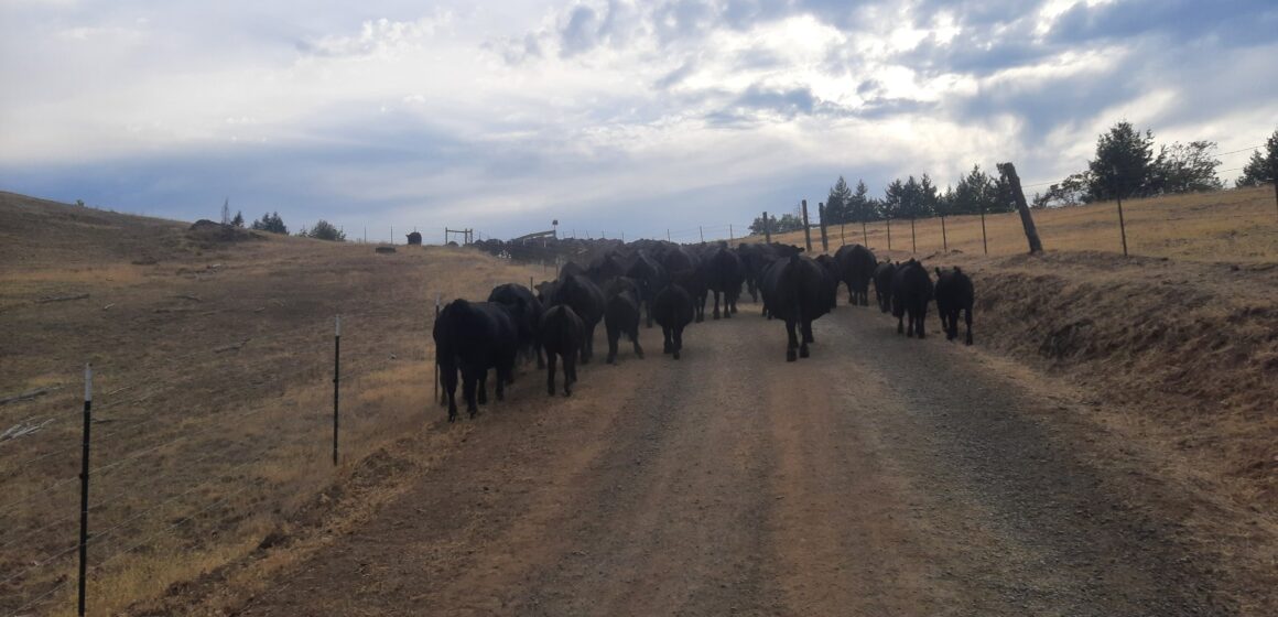 Amerikanska ranchägare piskas av Trumps nötköttspolitik

