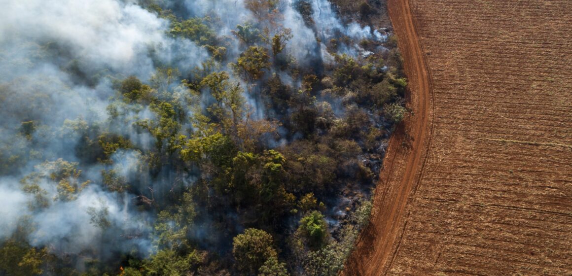 Brasiliens sojamoratorium bromsade avskogningen av Amazonas. Nu är det utmanat

