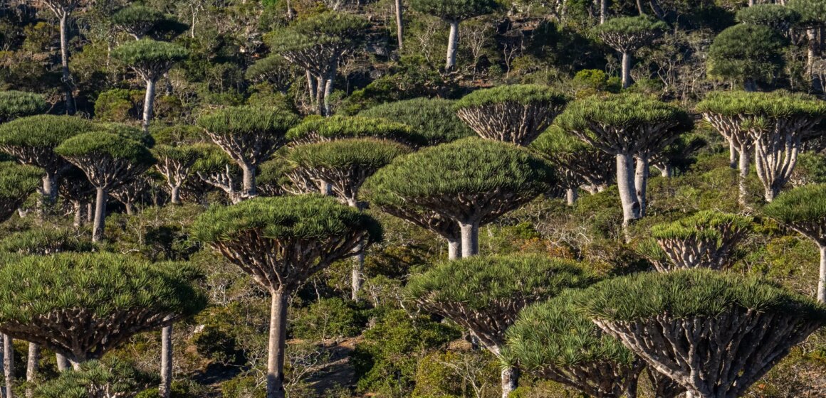 Är regnskogar nu en orsak till, snarare än svaret på, klimatförändringar?

