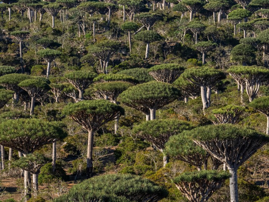 Är regnskogar nu en orsak till, snarare än svaret på, Är regnskogar nu en orsak till, snarare än svaret på, klimatförändringar?
