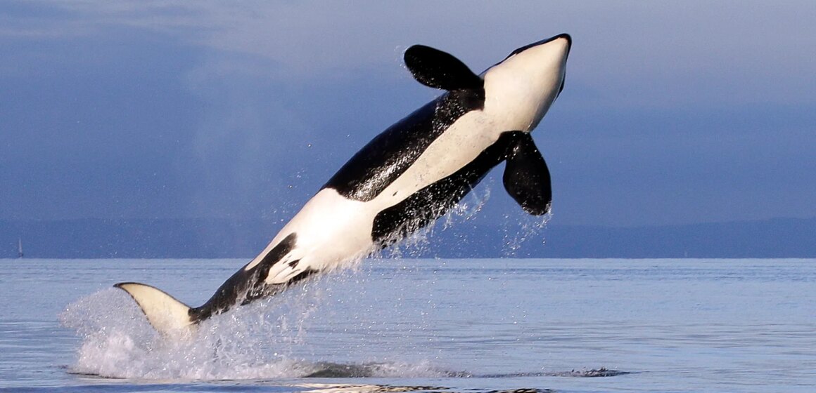 FN-fördraget för att skydda "extraordinärt" marint liv kommer att träda i kraft

