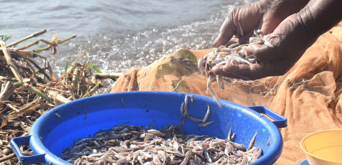 Kenyanska kvinnor trotsar fisketabun när klimatförändringarna hotar Victoriasjön

