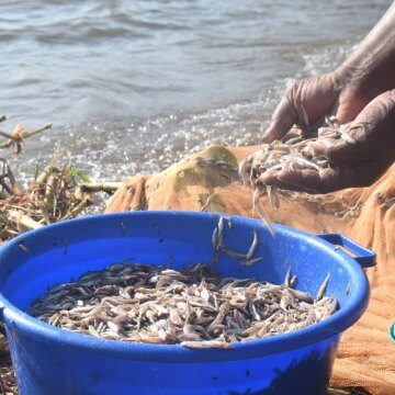 Kenyanska kvinnor trotsar fisketabun när klimatförändringarna hotar Victoriasjön

