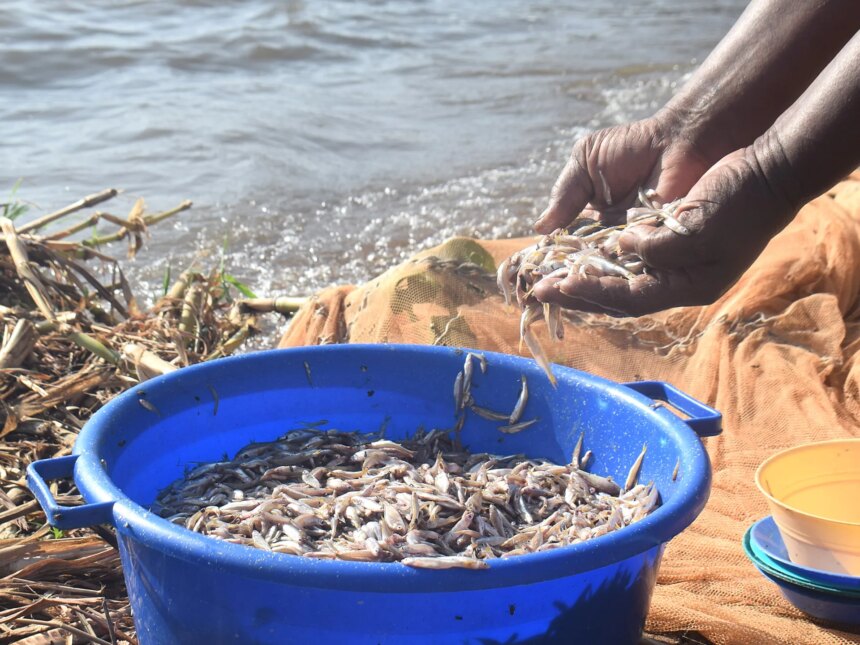 Kenyanska kvinnor trotsar fisketabun när klimatförändringarna hotar Victoriasjön

