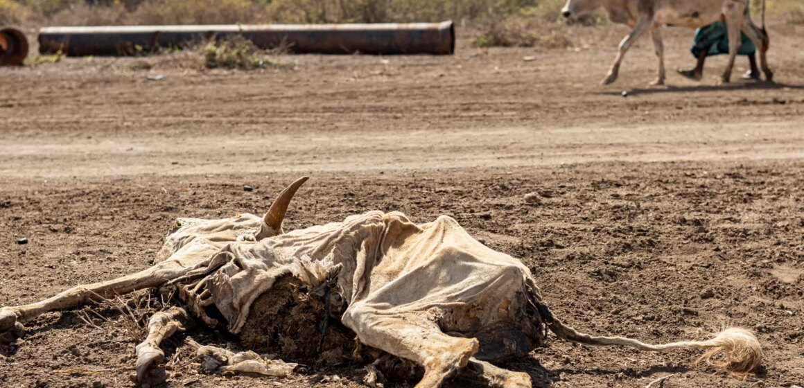 Mer än 6 miljoner somalier svälter under klimatchocker och konflikter

