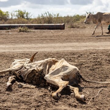 Mer än 6 miljoner somalier svälter under klimatchocker och konflikter

