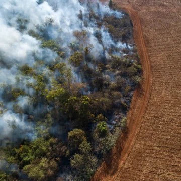 "Uppmuntrande": Global regnskogsförlust avtar 2025 efter rekordår


