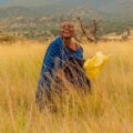 Masai-kvinnor förvandlar torka till inkomst genom foderodling i Tanzania

