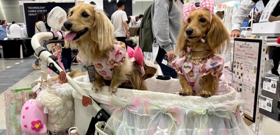 Japans husdjursvårdsindustri blomstrar då "pälsbarn" är fler än spädbarn

