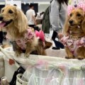 Japans husdjursvårdsindustri blomstrar då "pälsbarn" är fler än spädbarn

