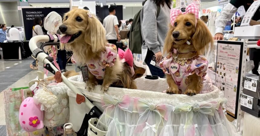 Japans husdjursvårdsindustri blomstrar då "pälsbarn" är fler än spädbarn

