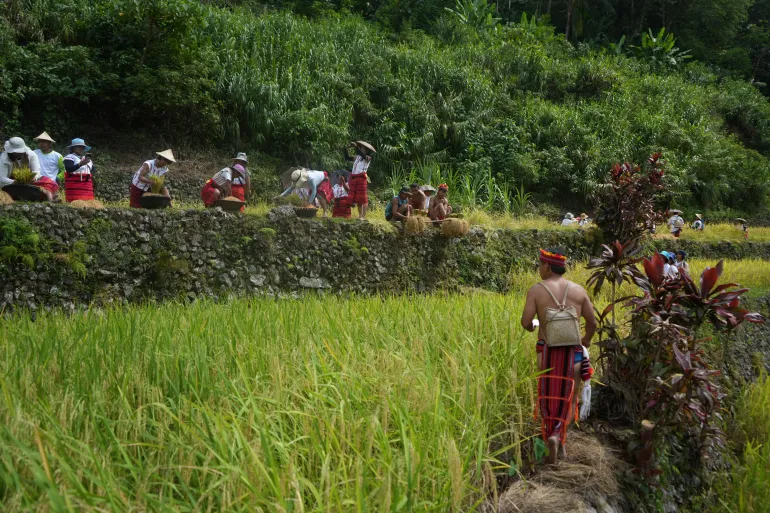 Advokaten Marlon Martin, chef för Save the Ifugao Terraces Movement, sa att Batadbönder behöver regelbundet subventioner för att uppmuntra dem att fortsätta att odla och samtidigt försörja sina familjer ekonomiskt.