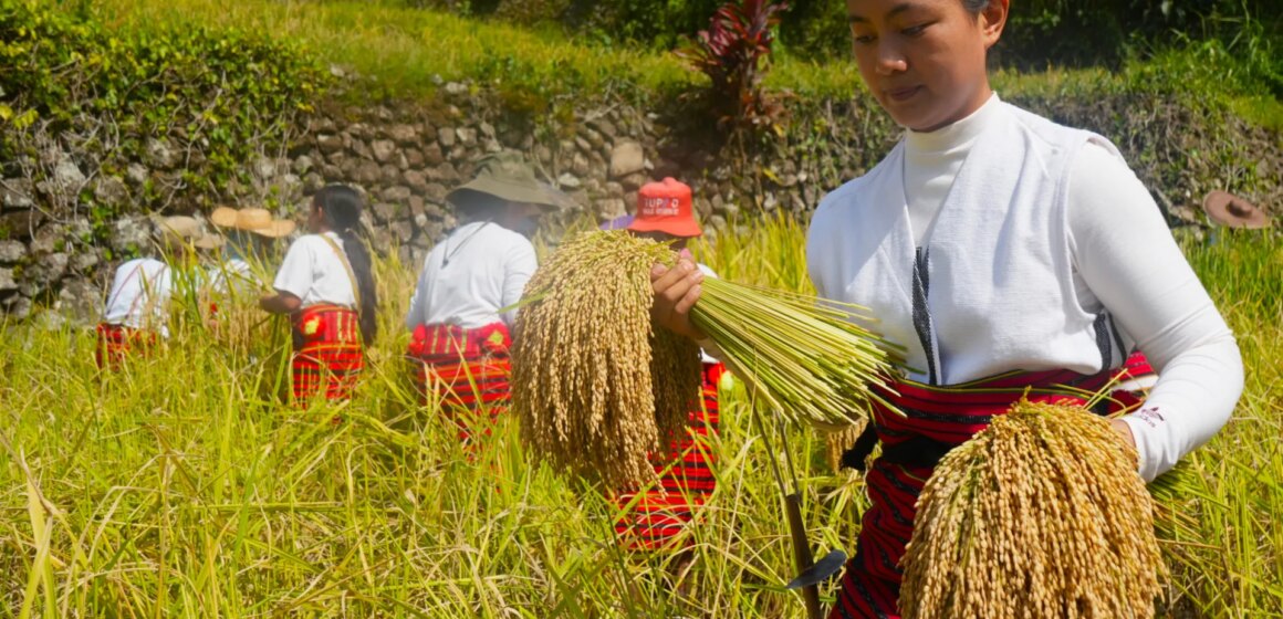 Klimatförändringarna utgör ett nytt hot mot Filippinernas UNESCO-risterrasser Klimatförändringarna utgör ett nytt hot mot Filippinernas UNESCO-risterrasser