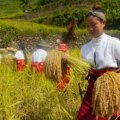 Klimatförändringarna utgör ett nytt hot mot Filippinernas UNESCO-risterrasser

