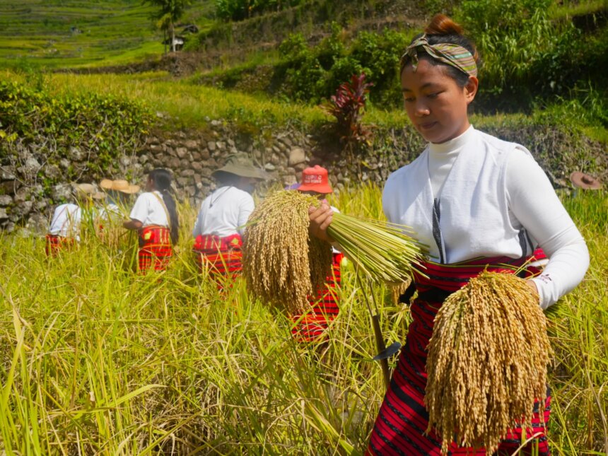 Klimatförändringarna utgör ett nytt hot mot Filippinernas UNESCO-risterrasser

