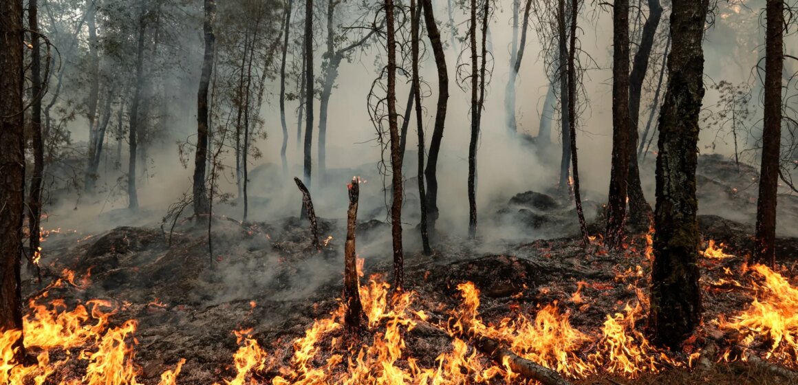 Foton: Skogsbränder härjar historisk skog nära Paris | In Pictures Foton: Skogsbränder härjar historisk skog nära Paris | In Pictures News