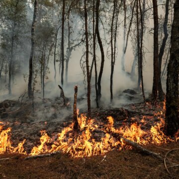 Foton: Skogsbränder härjar historisk skog nära Paris | In Pictures News
