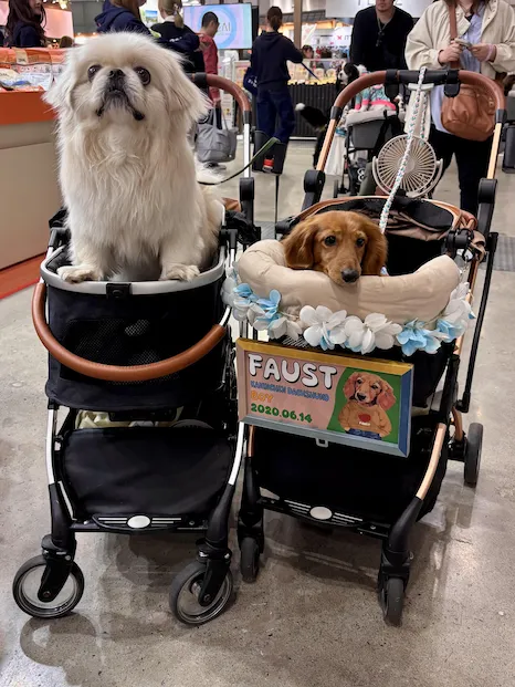 Hundar poserar i välinredda husdjursvagnar på Interpets Conference på Tokyo Big Sight Conference Centre den 5 april 2026."För de två andra är de båda från Unicharms monter på Interpets-konferensen, men jag tog dem den 3 april 2026. Samma plats.
