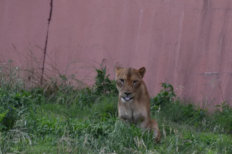 Elvaåriga lejonhona Ichigo, ett av tre lejon i Tama Zoological Park som nyligen dog på grund av misstänkt värmerelaterad sjukdom, i Tokyo, Japan, i detta utdelningsfoto taget den 1 juni 2024, släppt av Tokyo Zoological Park Society, och erhållet av Reuters den 4 augusti 2026. Tokyo B. ZOOLOGISKA PARKEN LEVERARS OCH HÄR AV EN TREDJE PART. INGA ARKIV. INGEN ÅTERFÖRSÄLJNING. OBLIGATORISK KREDIT. INGA MODIFIKATIONER TILLÅTNA.