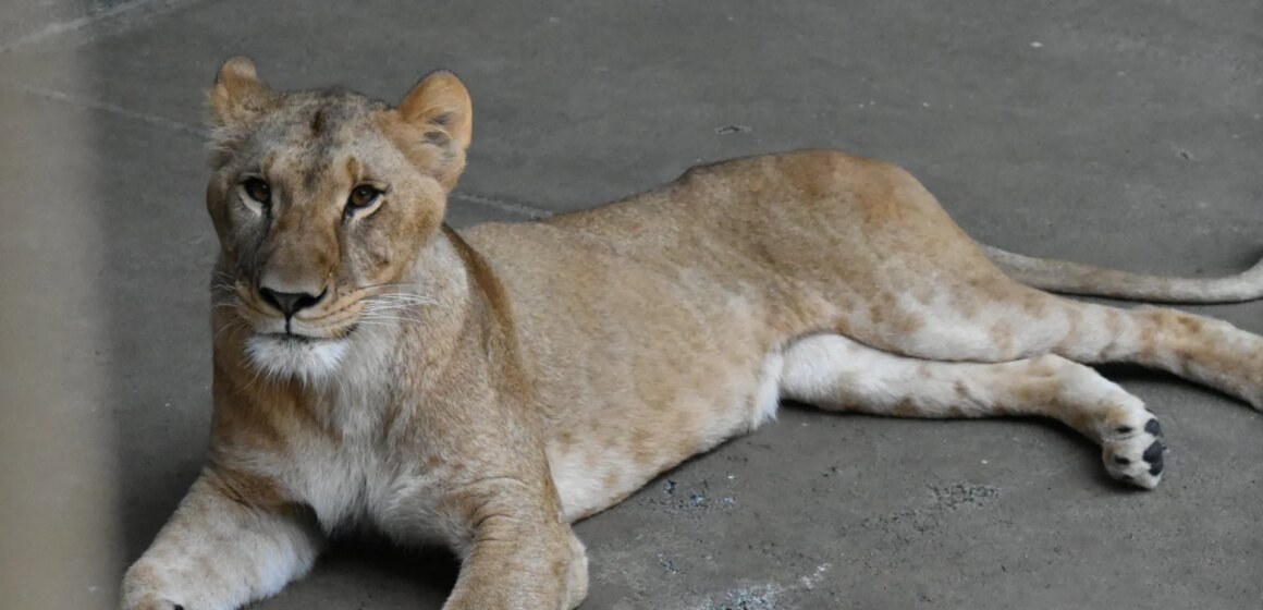 Tre lejon dör i Tokyos zoo när värmeböljan svidar Östasien

