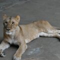 Tre lejon dör i Tokyos zoo när värmeböljan svidar Östasien


