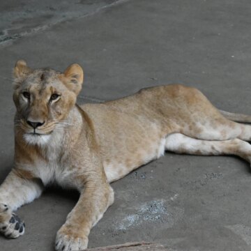 Tre lejon dör i Tokyos zoo när värmeböljan svidar Östasien

