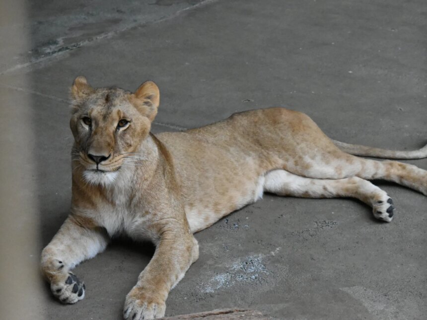 Tre lejon dör i Tokyos zoo när värmeböljan svidar Östasien

