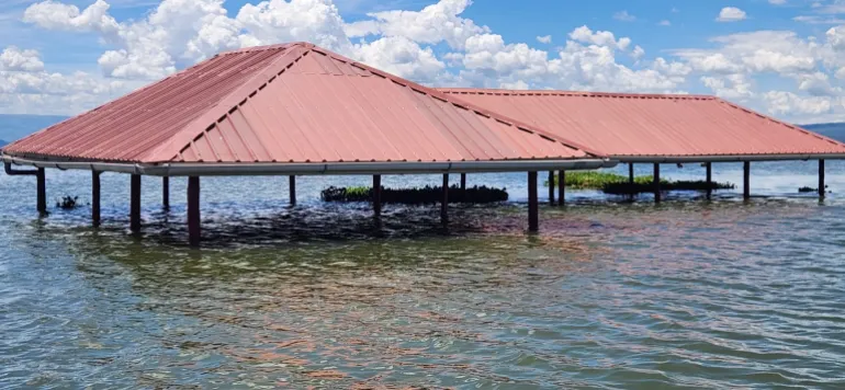 Wildlife Research and Training Institute (WRTI) våtmarksforskningscenter i Naivasha har översvämmats av stigande vattennivåer i Lake Naivasha.