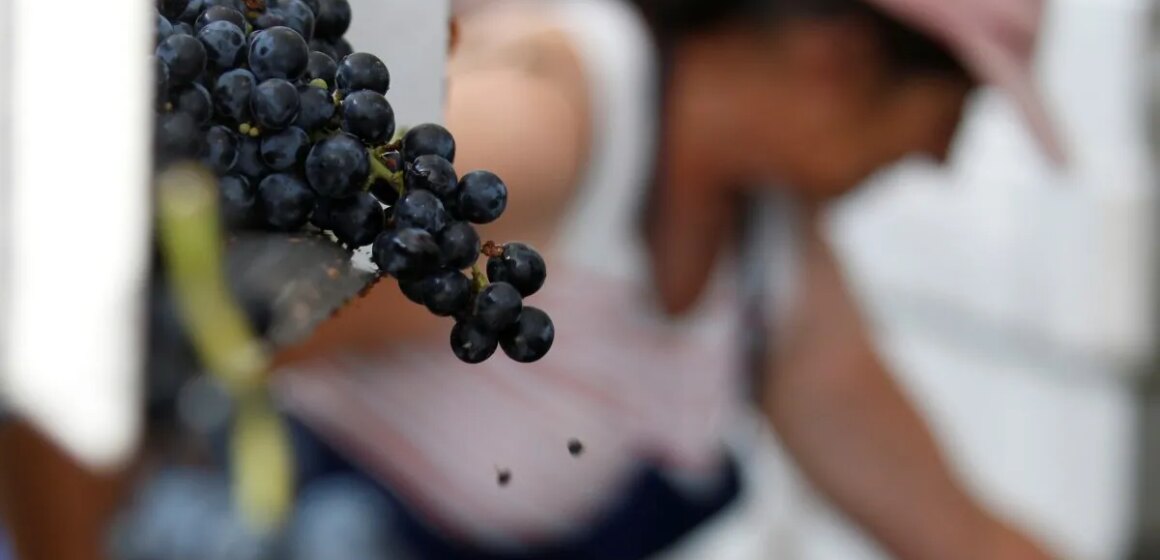 Hur skogsbränder bränner Frankrikes vinindustri

