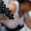 Hur skogsbränder bränner Frankrikes vinindustri

