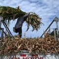 El Nino: Ett fenomen överladdat av klimatförändringar

